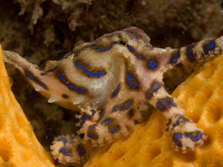 Nelson Bay - Port Stephens Weekend Dive Holiday